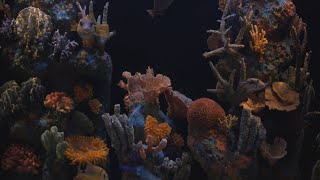 Aquarium HD screenshot 5