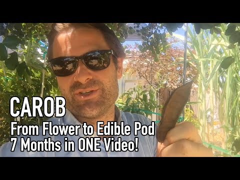 Ep182 - Carob Flowers to Edible Pods! 7 Months in ONE Video