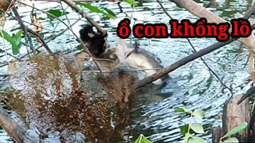 Câu cá lóc bằng vịt, cú táp hết hồn #hcmt