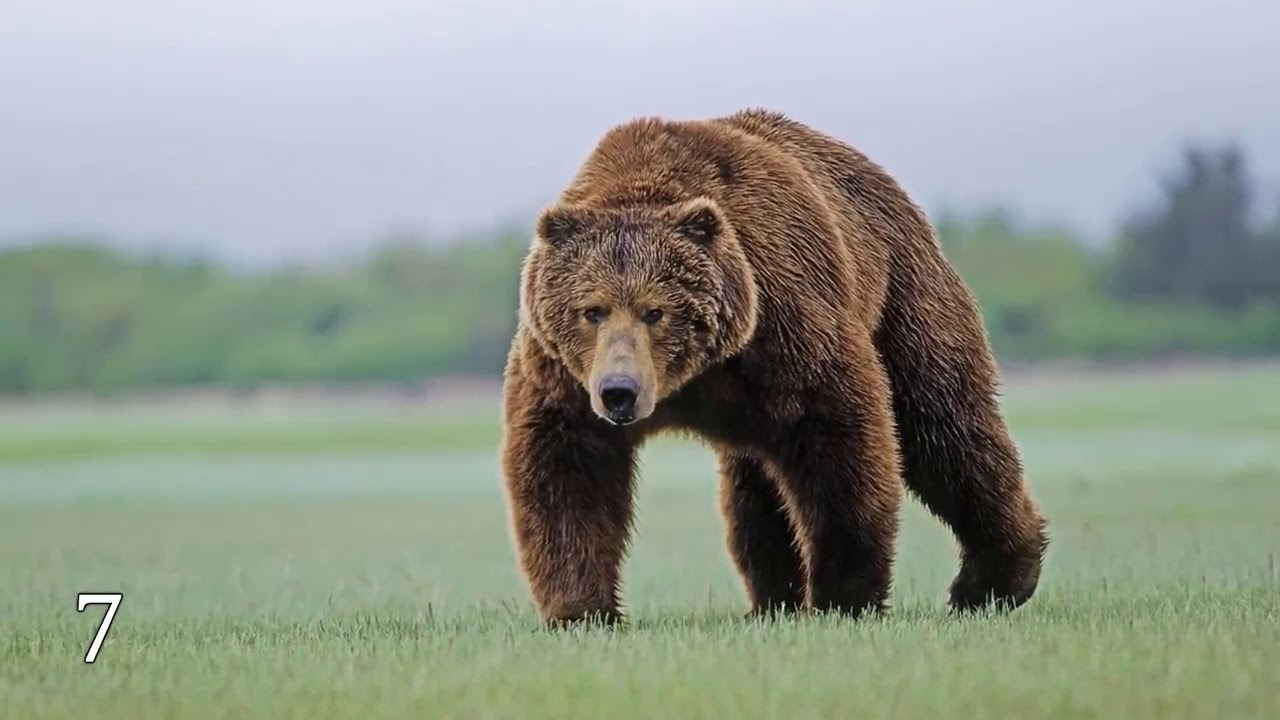 12 animaux courageux.