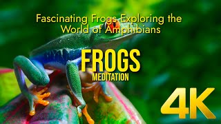 Fascinating Frogs Exploring the World of Amphibians ♠ Frogs | Meditation | Calm | Explore | 4K ♠