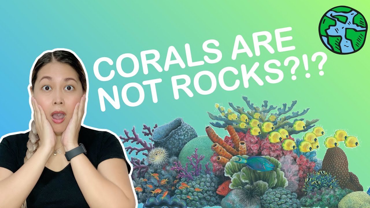 Are Corals Rocks or Plants? | SHE-ensya Lecture Series (Environment)