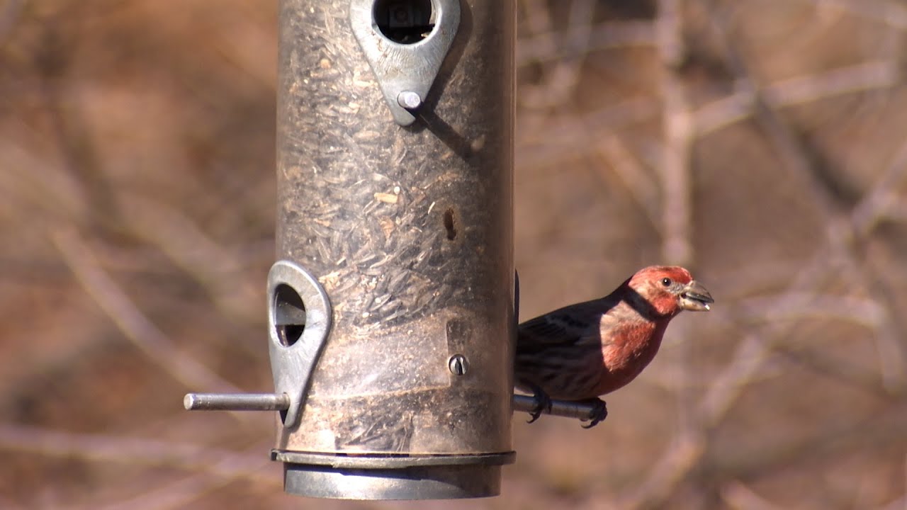 Why are there so many birds in Massachusetts during the winter?