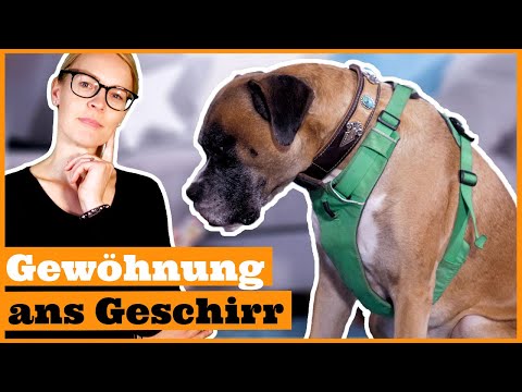 Video: Wie Man Einem Hund Ein Geschirr Anlegt