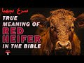 The red heifer   shahzadjalal777 worship jesuschrist redheifer jesus word power