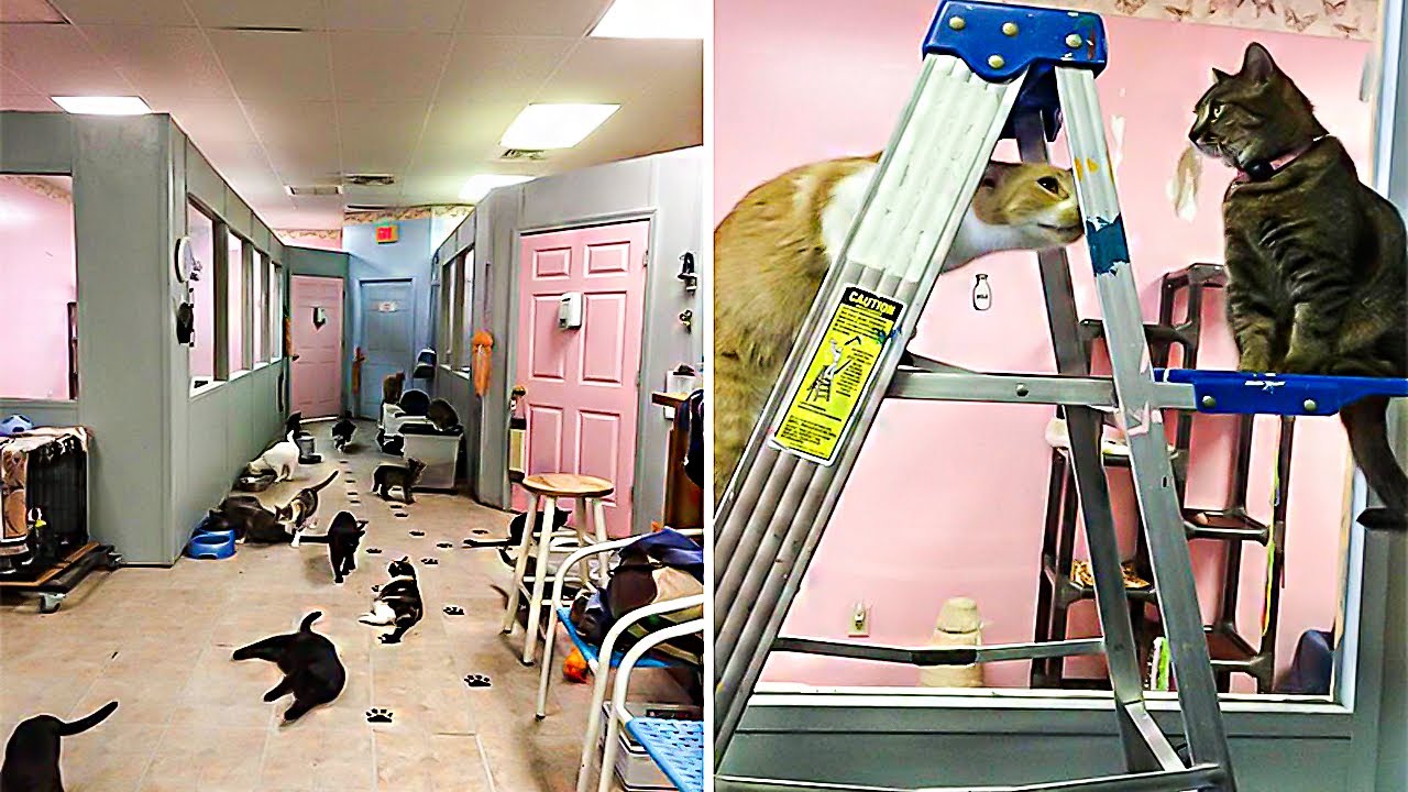 This ‘Mother’ Cat Who Was Discarded Outside a Shelter With Her Kittens