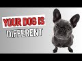 Dog Trainer Reveals 20 Genius Signs Your Dog Is Smarter Than You Think