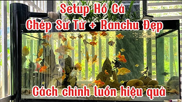 Hồ Cá Chép Sư Tử + Ranchu 400l Đẹp - Cách Chỉnh Luồn Hút Sạch Phân Hồ Cá.Hồ Của Anh Được Ở Tây Ninh.