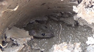 BẮT CHUỘT TRONG HANG KHI CẮT LÚA VỪA XONG - TT915