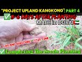 Part 4  project upland kangkong  made in dubai happy farming ka overseas