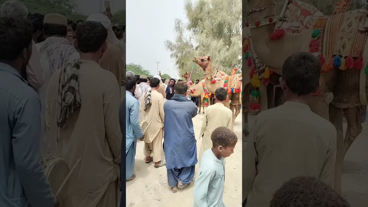 lakhra camel ress 14 august 