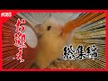 【ハムスター】作業用1時間動画 総集編１お迎え編 #27～#41 welcome Summary version「飼い方 可愛い 癒し おもしろ 仓鼠 roborovski hamster」#085