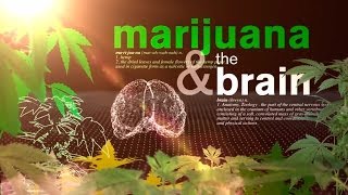 Como a maconha trabalha em nosso corpo