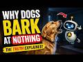 Why Dogs Bark at “Nothing”: The Hidden World They Can Sense