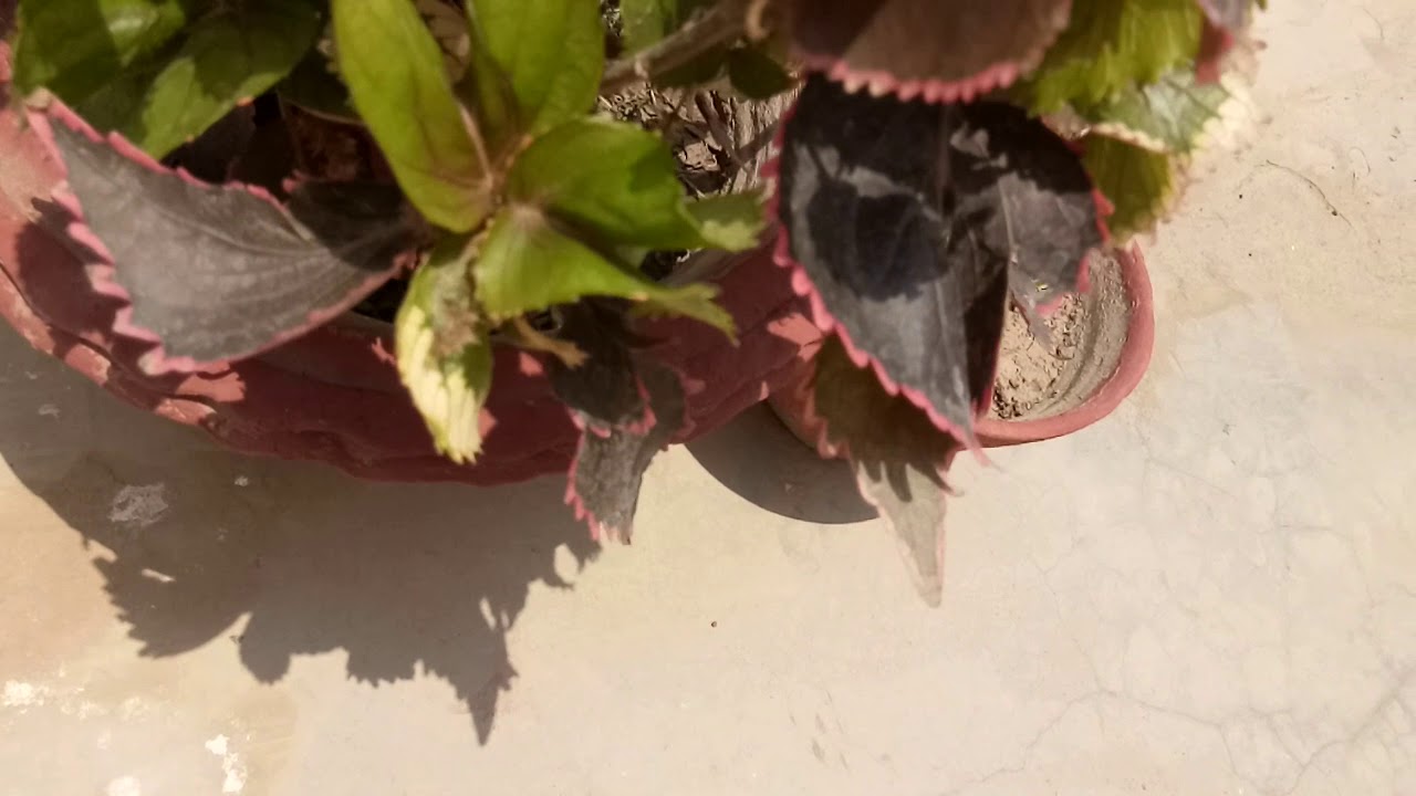 How to care copper leaf plant /Acalypha plant (226) YouTube