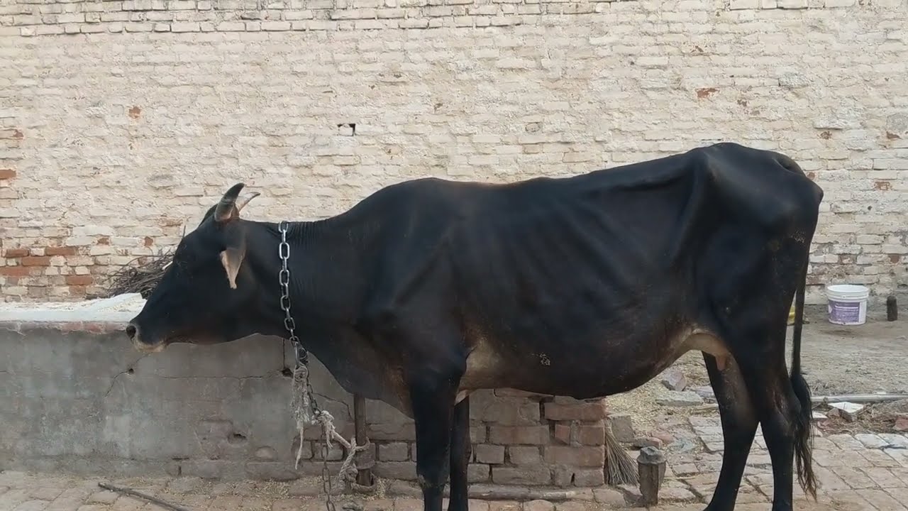 पशुओं में हांफने की समस्या को कैसे रोकें? ASHUTOSH SINGH CHAUHAN 