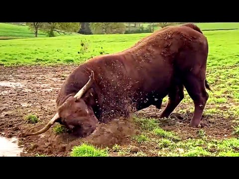 1300 kg Salers bull