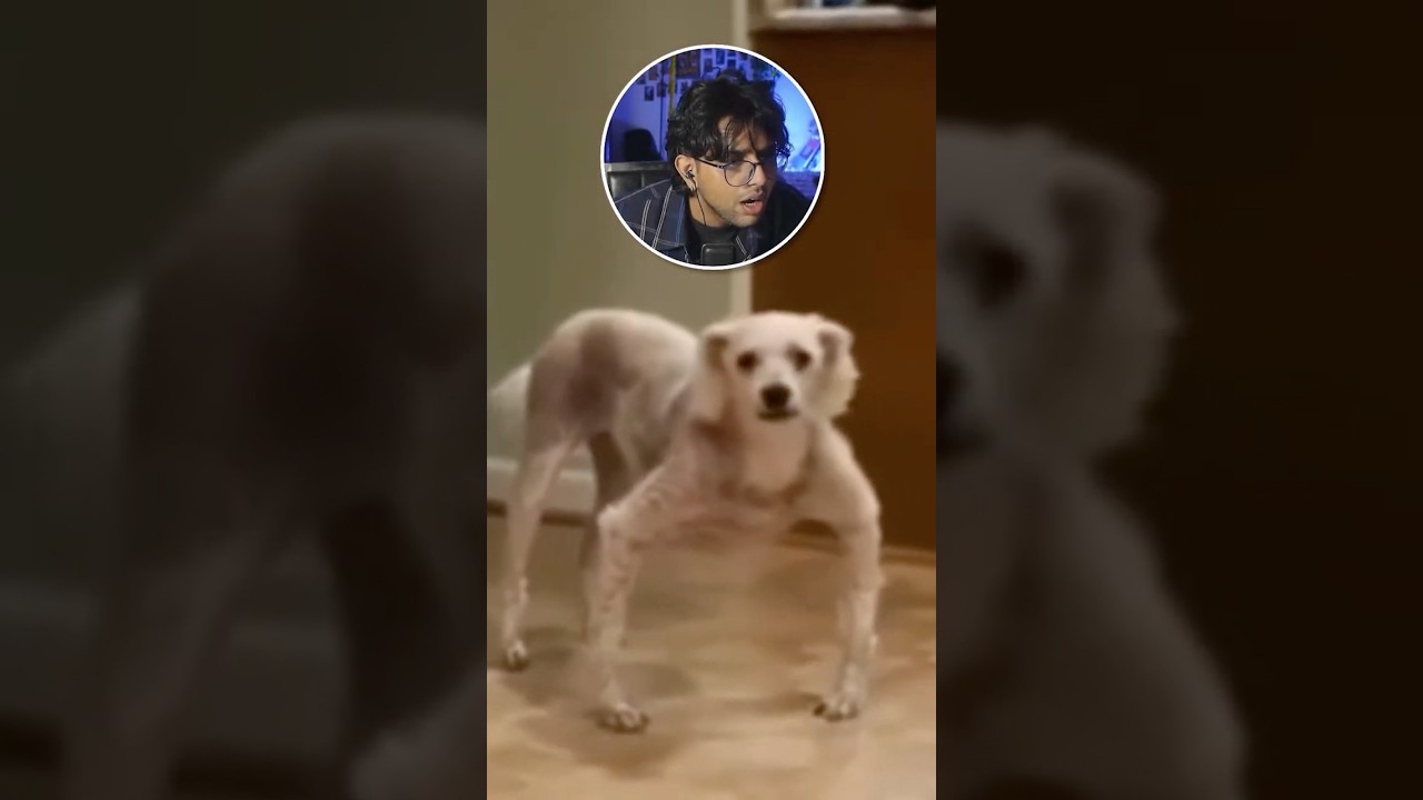 Is this a real dog or skinwalker ?