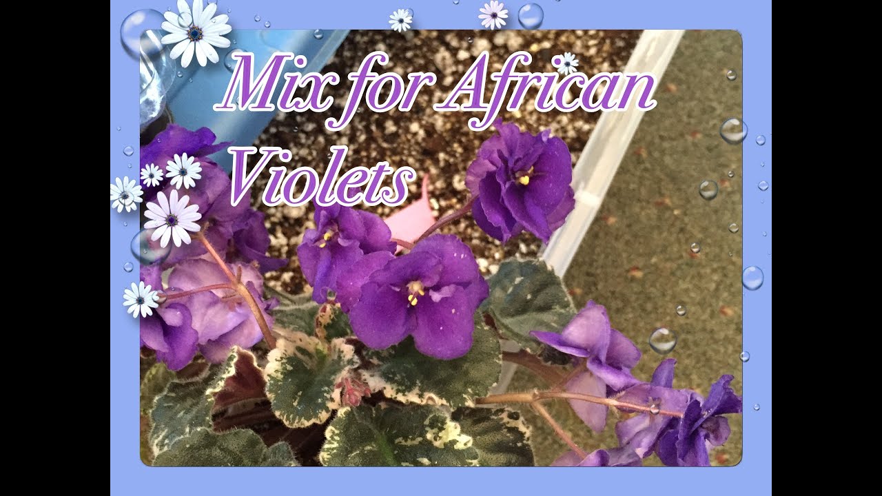 How to make African Violets mix AT Home🌺