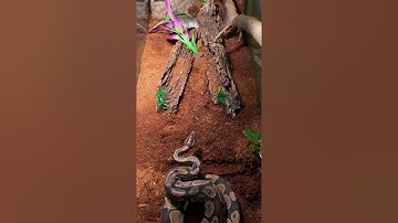 **Live Ball Python Feeding** (Viewer Discretion Is Advised)