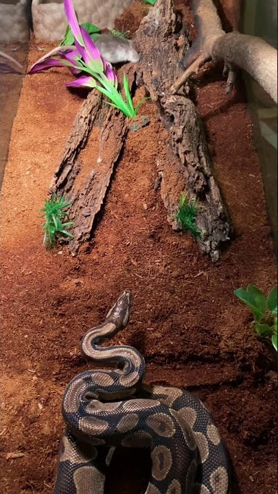 **Krmení krajty královské** (Doporučuje se uvážení diváka)