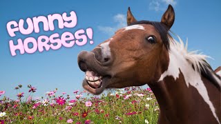 FUNNIEST 🐴 HORSES Ever! [Try Not to 😂 LAUGH] by Animals for All 446 views 3 years ago 11 minutes, 28 seconds