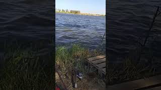 На рыбалке. Карась и карп #рыбалка #рыба #озеро #река #fishing