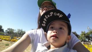 Uesugi Pumpkin Patch 10/25/15