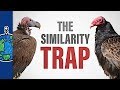 Evolutionary Relationships and Linguistic Origins