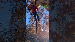 Rope swings in sycamore trees #health