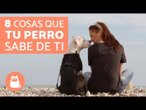 Vídeo: Los Perros Saben Lo Que Hay En Tu Corazón - Vista Alternativa