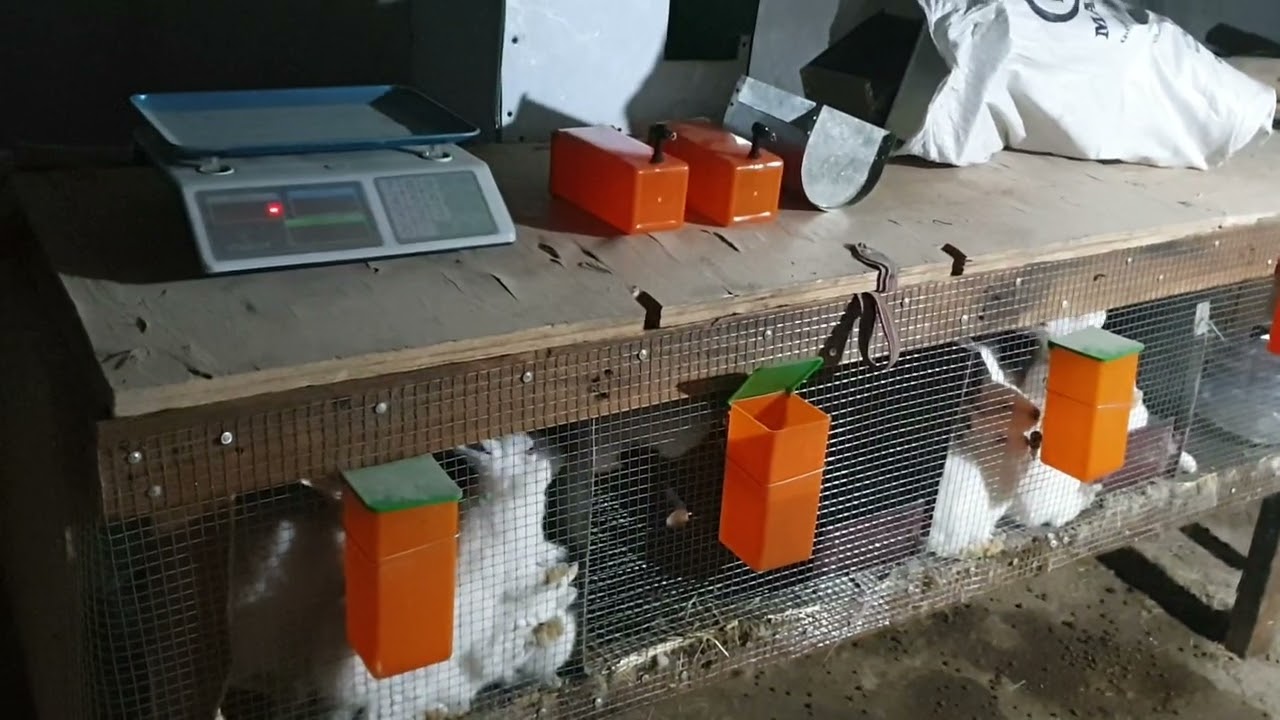 Mini quyonchilik fermamz kundan kunga rivojlanyapti.