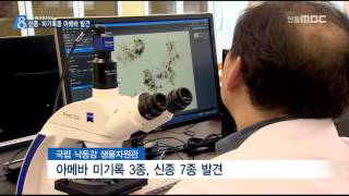 [안동MBC뉴스]R]낙동강에서 신종.미기록종 아메바 발견
