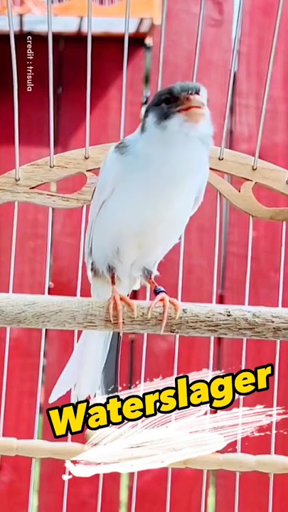 kenari waterslager #canarysinging #kenarigacor #canary