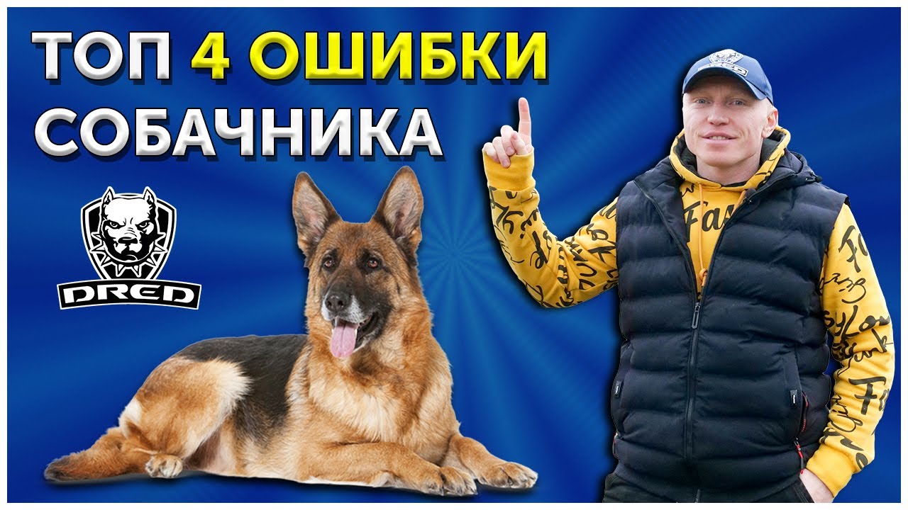 оборудование для дрессировки собак