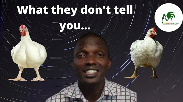 How I Make My Broiler Grow Fast between 6 to 8 weeks.