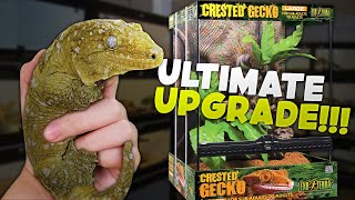 Upgrading This GIANT Geckos Tank