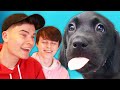 WillNE & ImAllexx Rate the Internet's Best Dogs