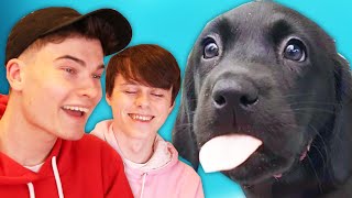 WillNE & ImAllexx Rate the Internet's Best Dogs