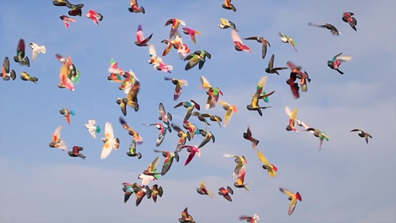 V Prueba Provincial de Sevilla de Palomos Deportivos