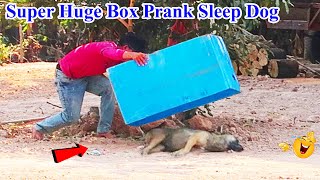 Wow...! Super Huge Box vs Prank Sleep Dogs - Run So Fast Try to stop Laugh 2021