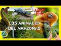Los animales del Amazonas 🐒🏞