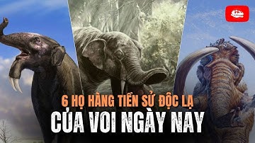 6 họ hàng tiền sử độc lạ của voi ngày nay | Video tổng hợp