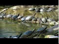 Tortue de Floride, réfléchissez bien avant d'acheter .