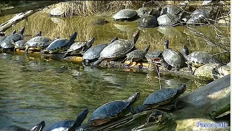 Pourquoi la tortue de Floride est une espèce invasive ?
