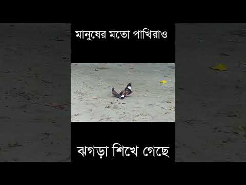 পাখিদের ঝগড়া