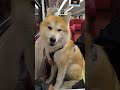 Second train ride home. It's not so scary anymore. #dog #doglife