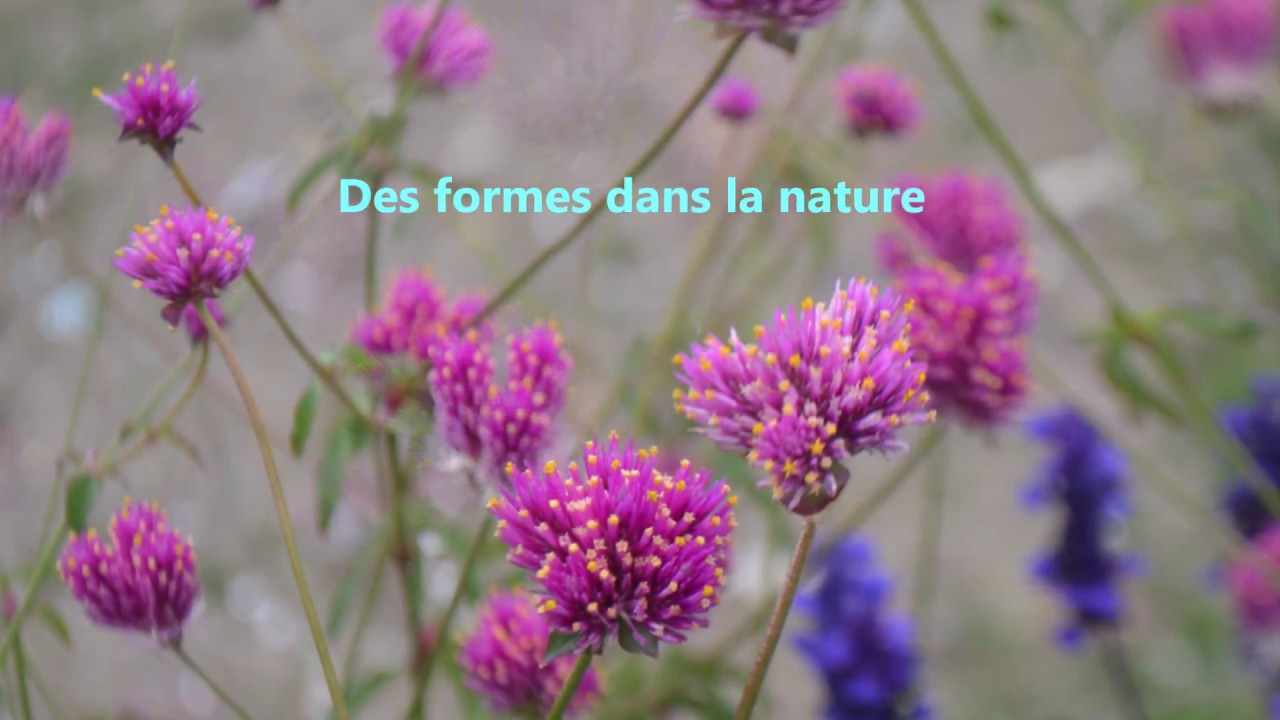 Des formes dans la nature - YouTube