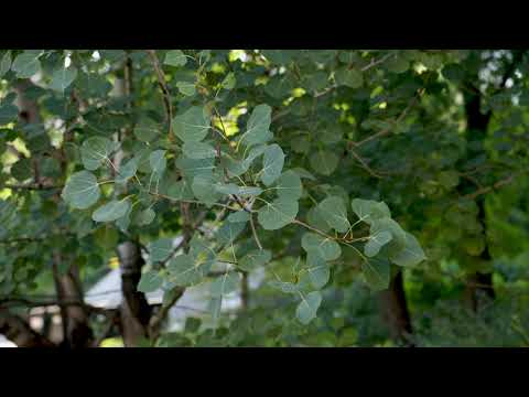 Populus tremuloides -  Quaking Aspen