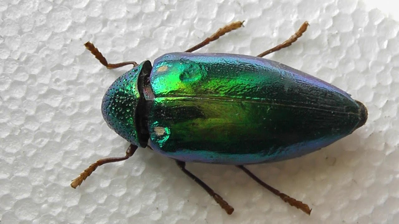 ИЗ МИРА: 109. Sternocera aequisignata